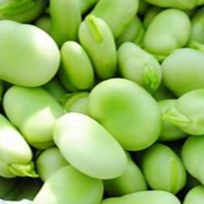 resources of lima beans exporters