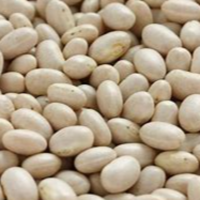 resources of navy beans exporters