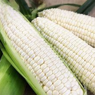 resources of CORN    white exporters