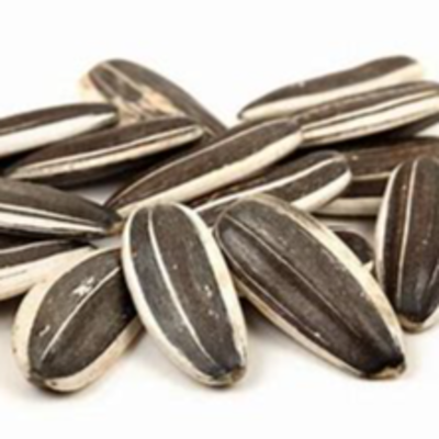 resources of sunflower seed exporters