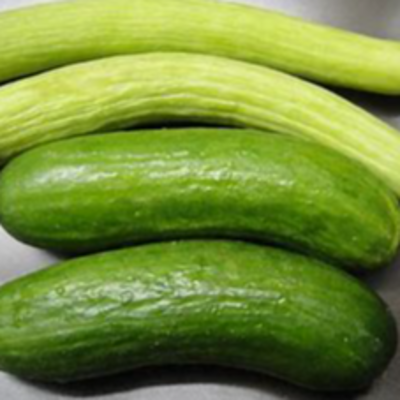resources of cucumbers. exporters