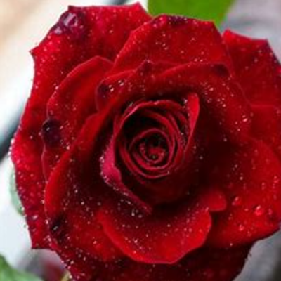 resources of Roses exporters
