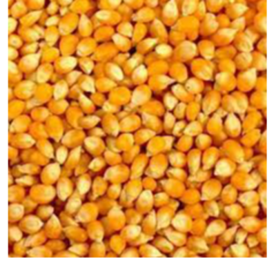 resources of Yello corn exporters