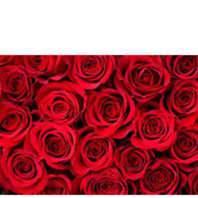resources of Roses exporters