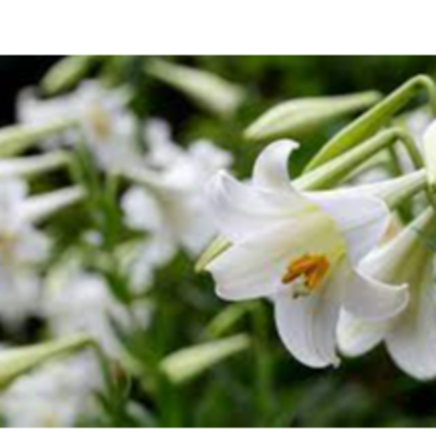 resources of Lilies exporters