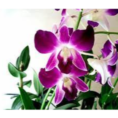 resources of Orchids exporters