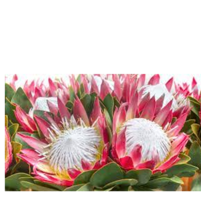 resources of King Protea exporters