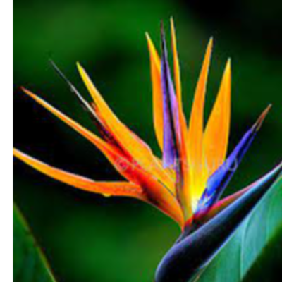 resources of Bird of Paradise exporters