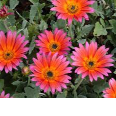 resources of African daisies exporters
