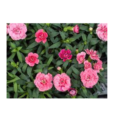 resources of Carnations exporters