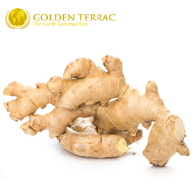 resources of Turmeric Finger exporters