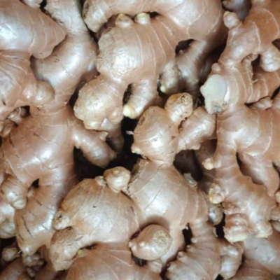 resources of Wholesale Organic Fresh Ginger exporters