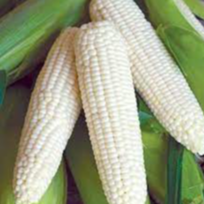 resources of WHITE CORN exporters