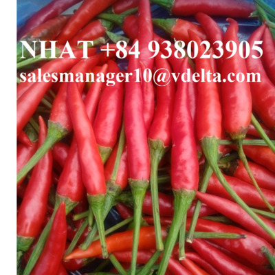 resources of TOP WHOLESALE FROZEN RED CHILI VIET NAM/ PREMIUM QUALITY AND COMPETITIVE PRICE +84 938023905 - Nhat exporters