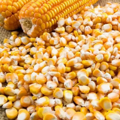 resources of Yellow Corn, Dry Yellow Maize exporters