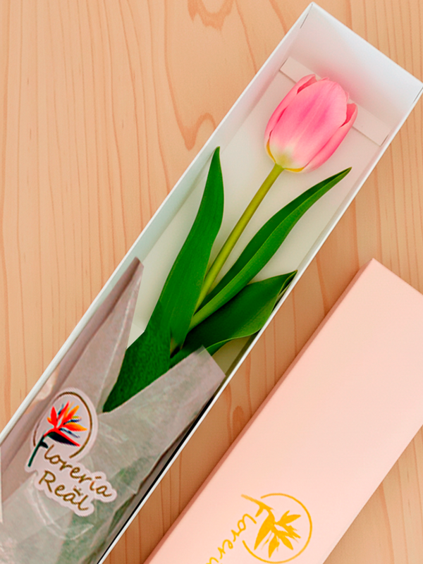 CAJA DE 1 TULIPAN