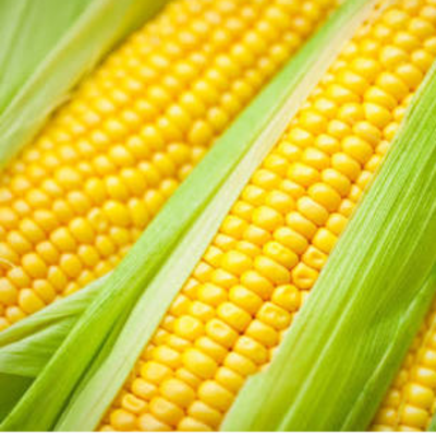 resources of Corn exporters
