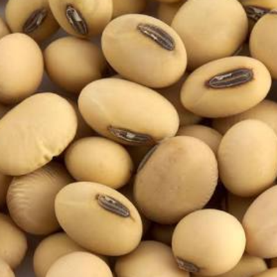 resources of soyabean exporters