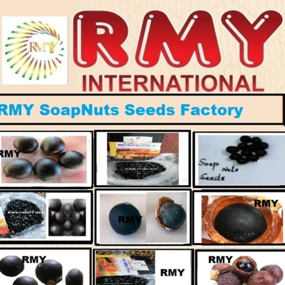 resources of soap nuts seeds exporters