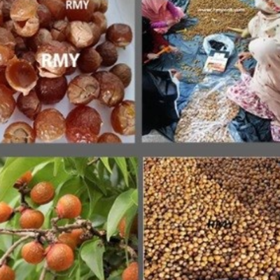 resources of soap nuts powder exporters