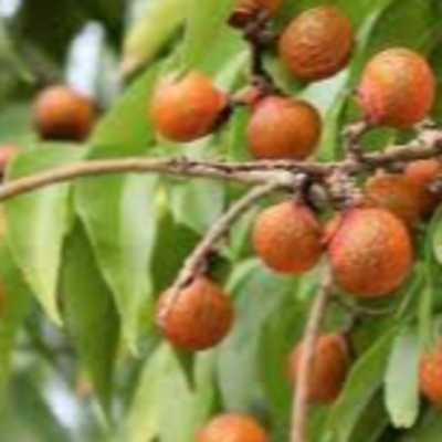 resources of soap nuts  tree exporters