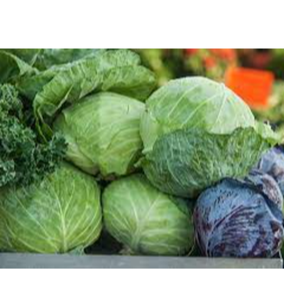 Cabbage Exporters, Wholesaler & Manufacturer | Globaltradeplaza.com