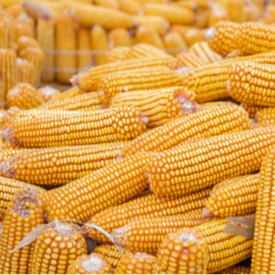 resources of Non-Gemo Sweet Yellow Corn exporters