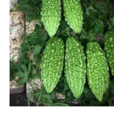 resources of Bitter Gourd exporters