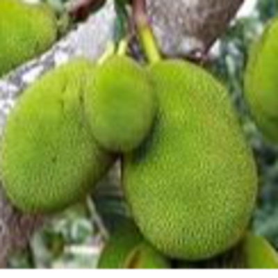 resources of Green Jackfruit exporters