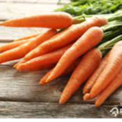 resources of Carrot exporters