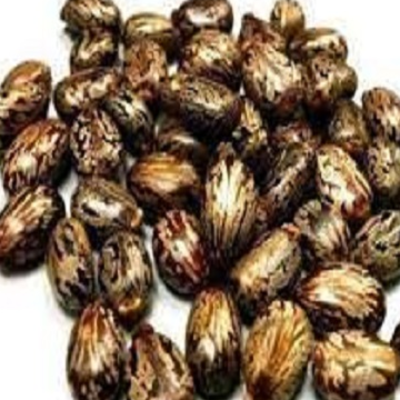 resources of Offer Castor seeds 94% worldwide supplied from India exporters