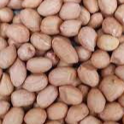 resources of Peanuts (Variety 73) exporters