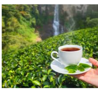 resources of Tea exporters