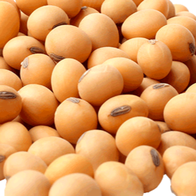 resources of Non-GMO Soybean exporters