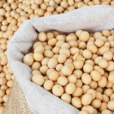 resources of Zambian Soybean Variety: ZamSoy 101 exporters