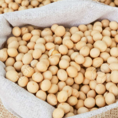 resources of Zambian Soybean Variety: ZamGold 202 exporters