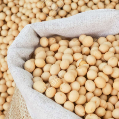 resources of Zambian Soybean Variety: ZamProtein 303 exporters