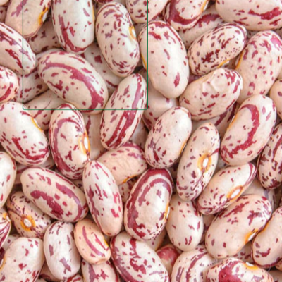 resources of Pinto Beans, Speckled Beans, Sugar Beans exporters