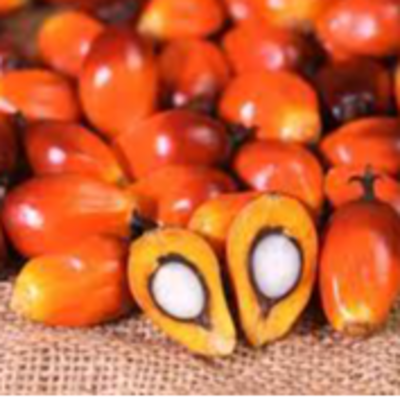 resources of Palm Kernel exporters
