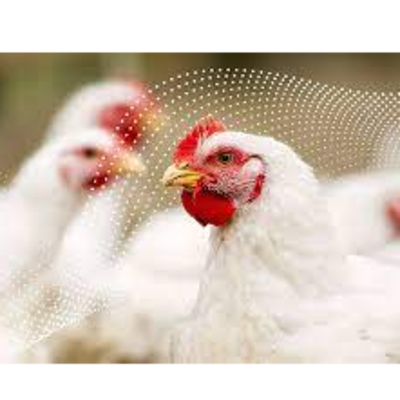 resources of Poultry exporters