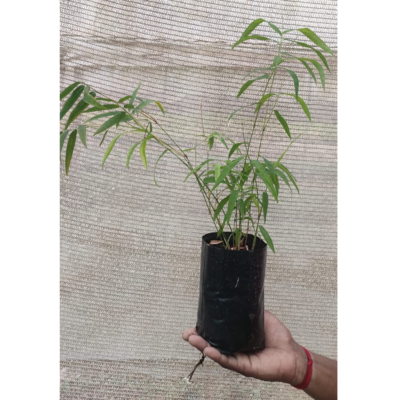 resources of Tissue culture bamboo plants exporters