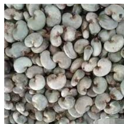 resources of Raw cashew nuts. exporters
