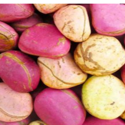resources of The  Shea nuts exporters