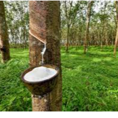resources of rubber exporters