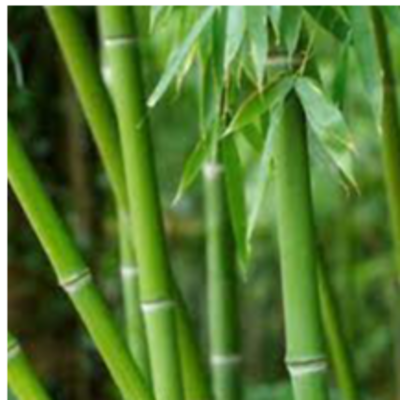 resources of bamboo exporters