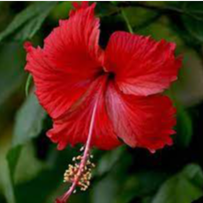 resources of Hibiscus Flowers exporters