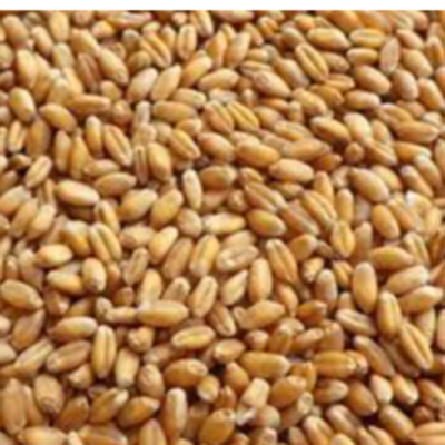 resources of Wheat Grains exporters