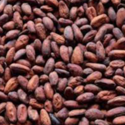 resources of Cocoa beans exporters