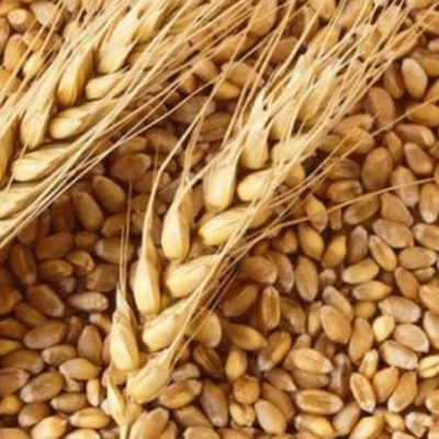 resources of Food wheat, 1-5 grade (FOB, Novorossiysk or CIF, any port of the world) exporters