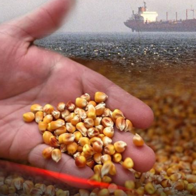 resources of Fodder, feed, white corn (FOB Novorossiysk or CIF any port in the world) exporters
